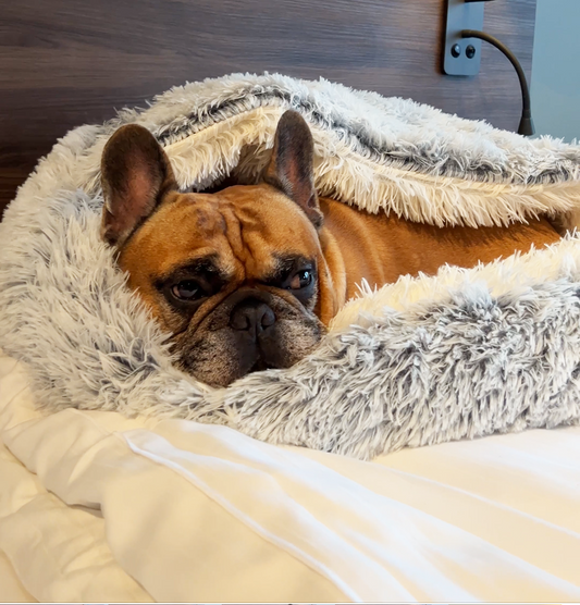 Premium Cozy Calming Cave